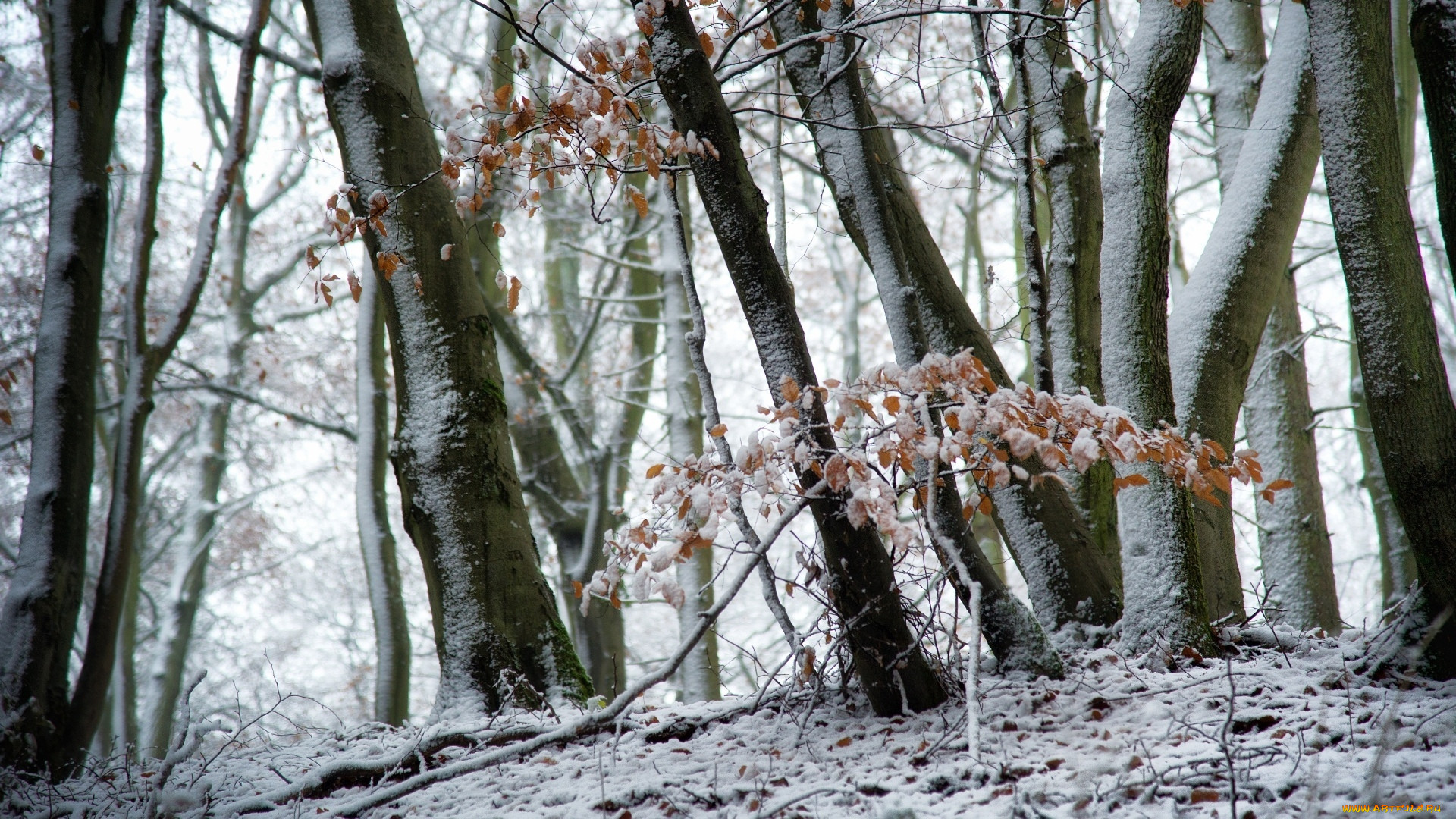 Лес зима деревья